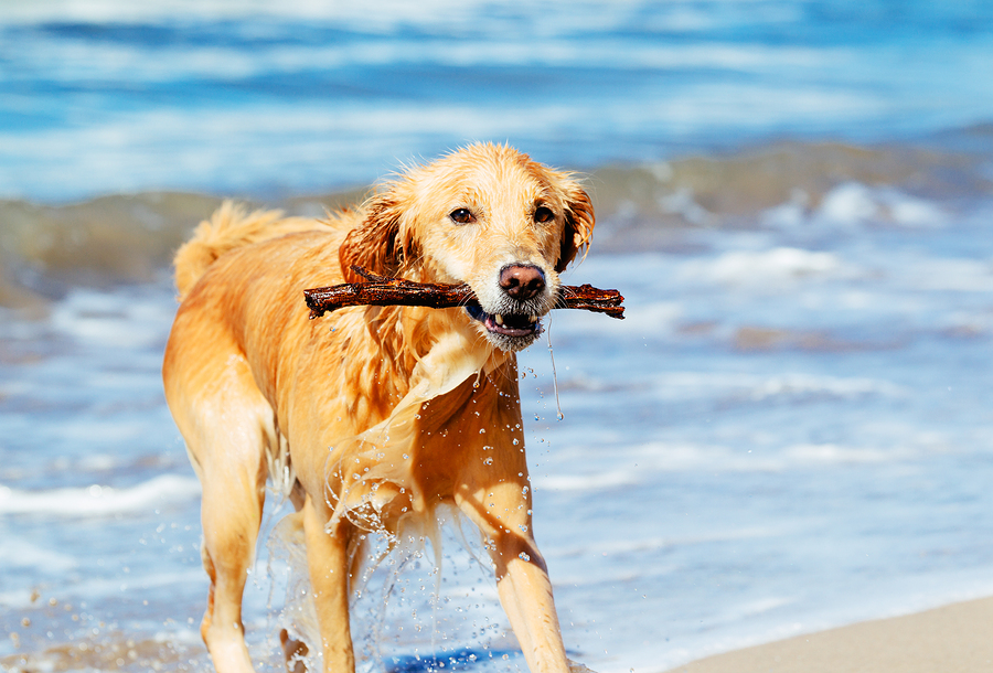 Bonita Springs Dog Beach Park