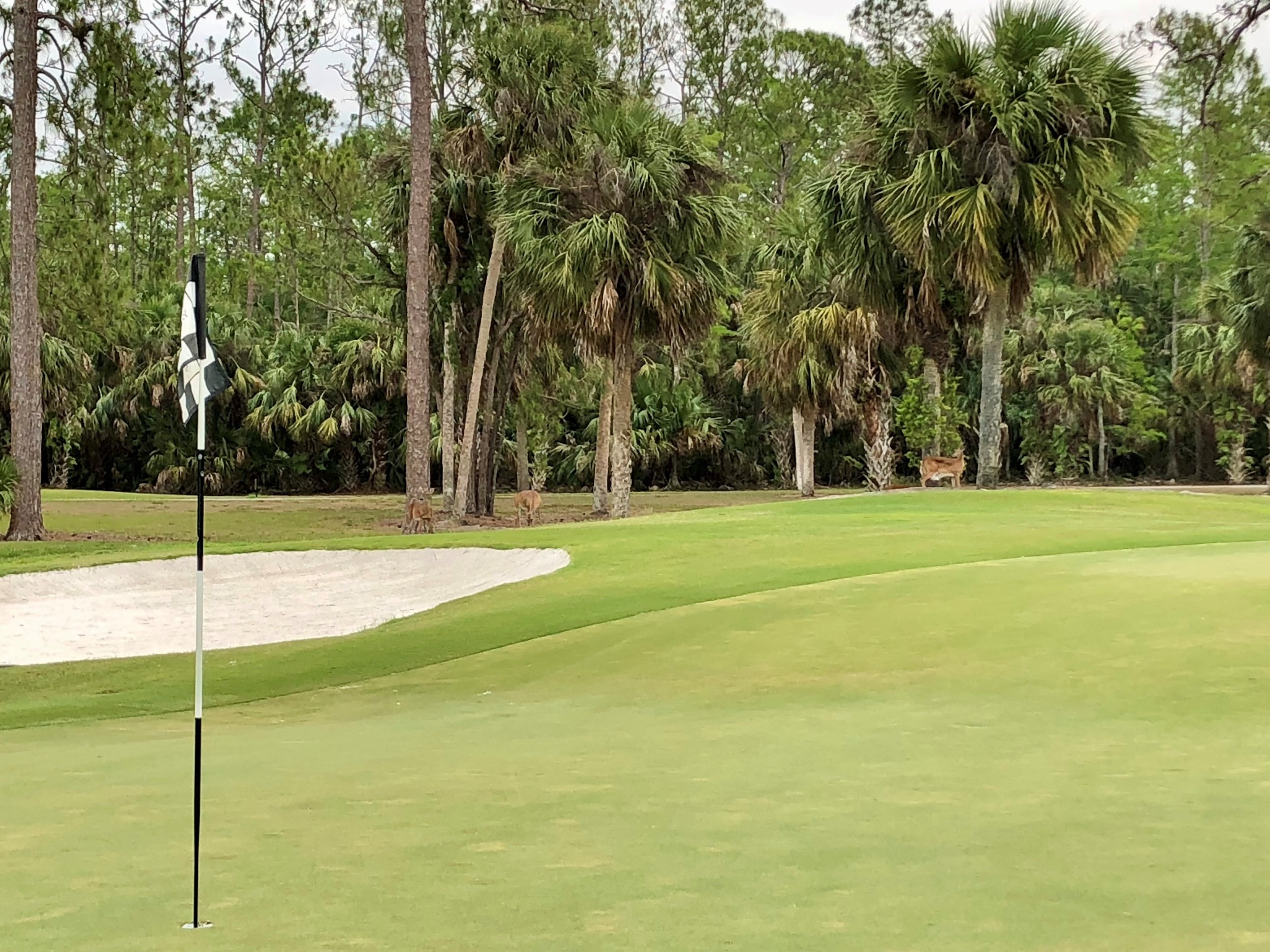 Naples Golf Courses