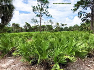 Collier's Reserve Real Estate