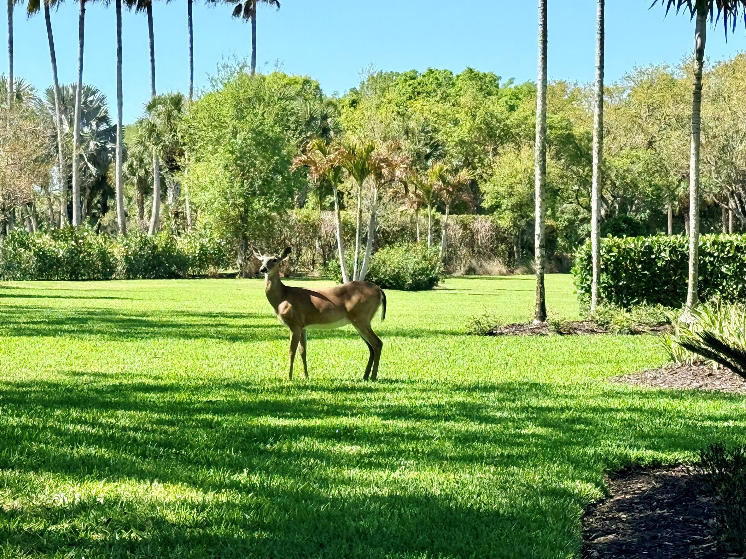 A deer next to TwinEagles Naples home under contract